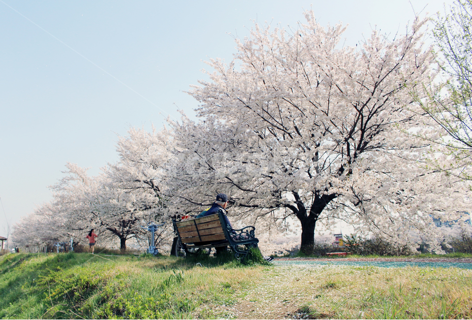 벚꽃길,벚꽃,cherryblossom,봄꽃,flower,봄,계절,spring,season,자연,풍경,nature,landscape