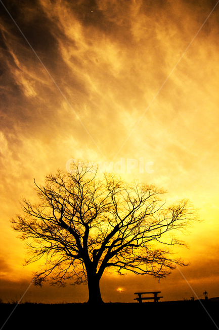 화순,사랑나무,일몰,붉은하늘,붉은노을,자연,풍경,nature,landscape,식물,plants,나무,trees,wood,실루엣,그림자,silhouette,shadow,outdoors,옥외,sky,하늘,sunlight,햇빛,dawn,새벽,red sky,붉은 하늘,sunset,dusk,황혼