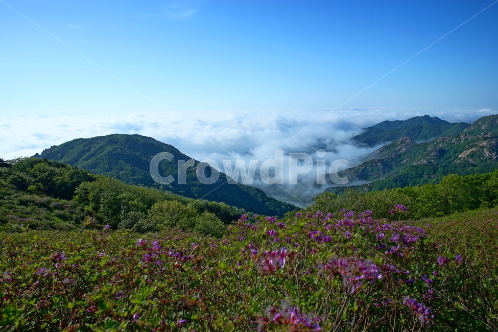 황매산,합천군,철쭉,풍경,산,자연,풍경,nature,landscape,outdoors,옥외,mountain range,산맥,mountain,grassland,목초지,field,들