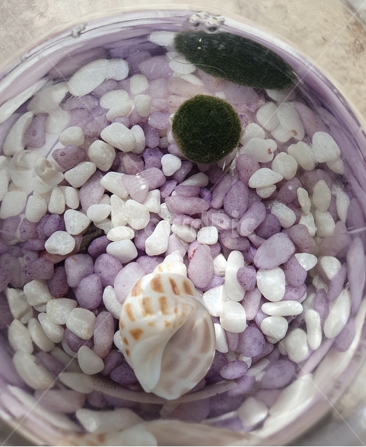 마리모,귀여운,아기자기,보라색,식물,mysterious,cute,purple