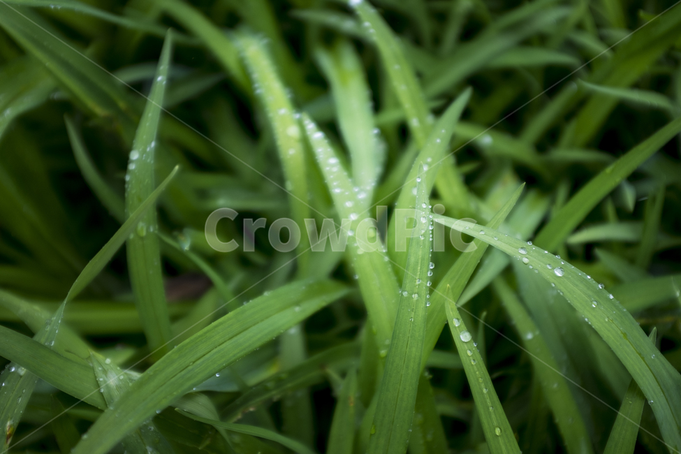 풀,잎,식물,풀잎,자연,배경,풍경,근접촬영,초록,식물,자연,plants,nature