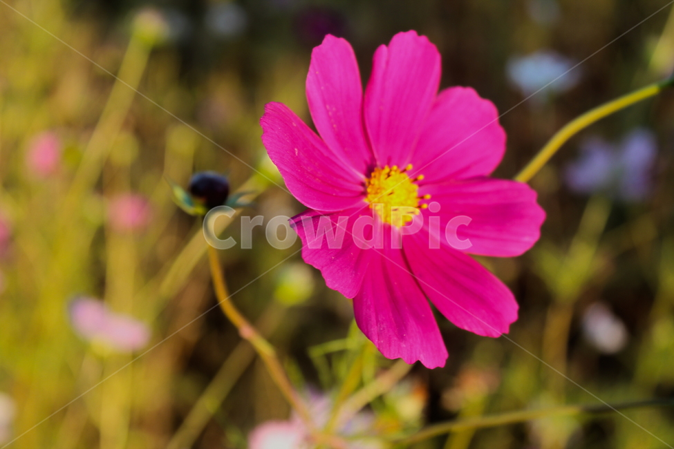 코스모스,가을,꽃,flower,cosmos,자연,가을꽃,노을빛,야생화,휴식,힐링,fall,autumn,nature,가을,계절,fall,autumn,season,식물,자연,plants,nature,꽃,flower,geranium,제라늄,plant,blossom,petal,꽃잎