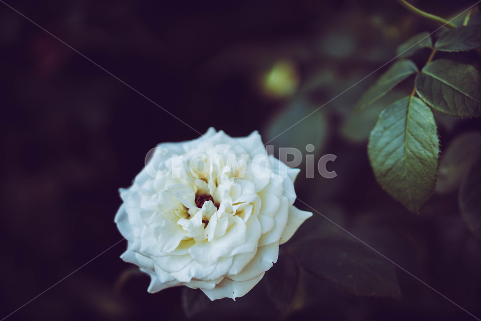 꽃사진,아웃포커싱,식물,장미,꽃배경,감성느낌,식물,자연,plants,nature,꽃,flower