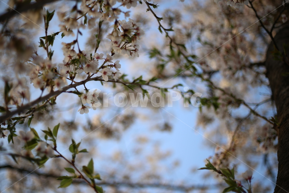 벚꽃,봄,새싹,꽃잎,벚꽃나무,봄,계절,spring,season,식물,자연,plants,nature,꽃,flower,plant