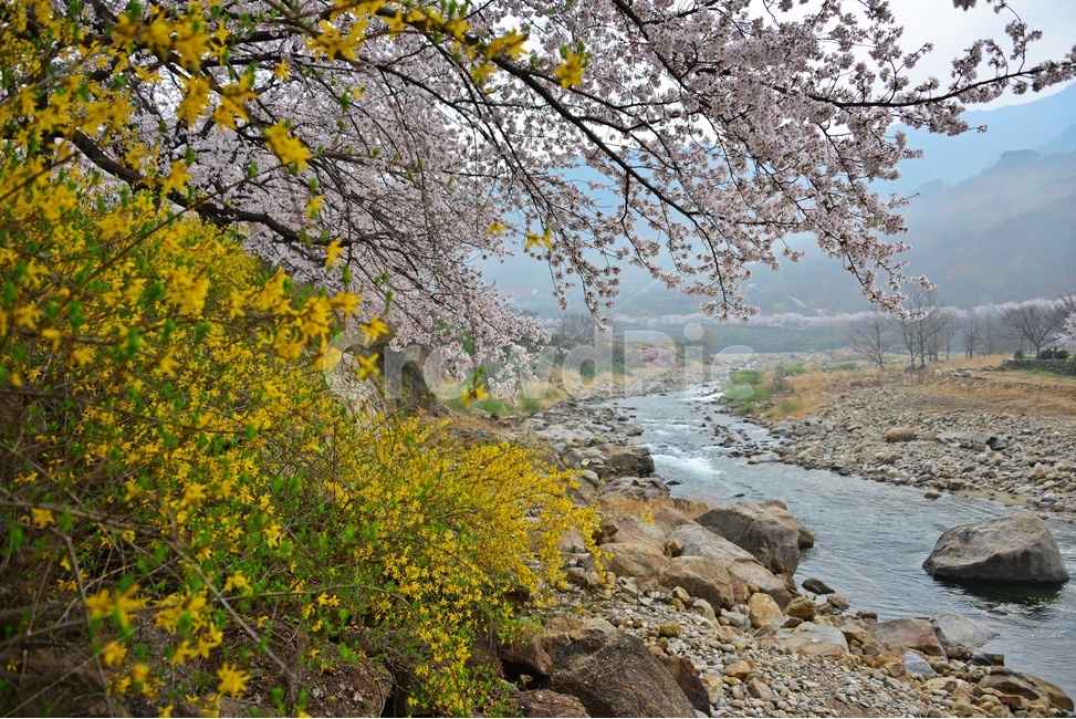 nature,자연,weather,날씨,outdoors,옥외,plant,식물,경치,경관,풍경,경남,하동,섬진강변,벚꽃길,화개십리벚꽃길,봄,계절,개나리