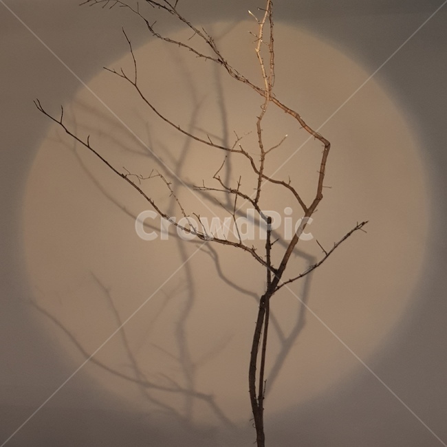 그림자,나무,나뭇가지,원,조명,shadow,nature,실내