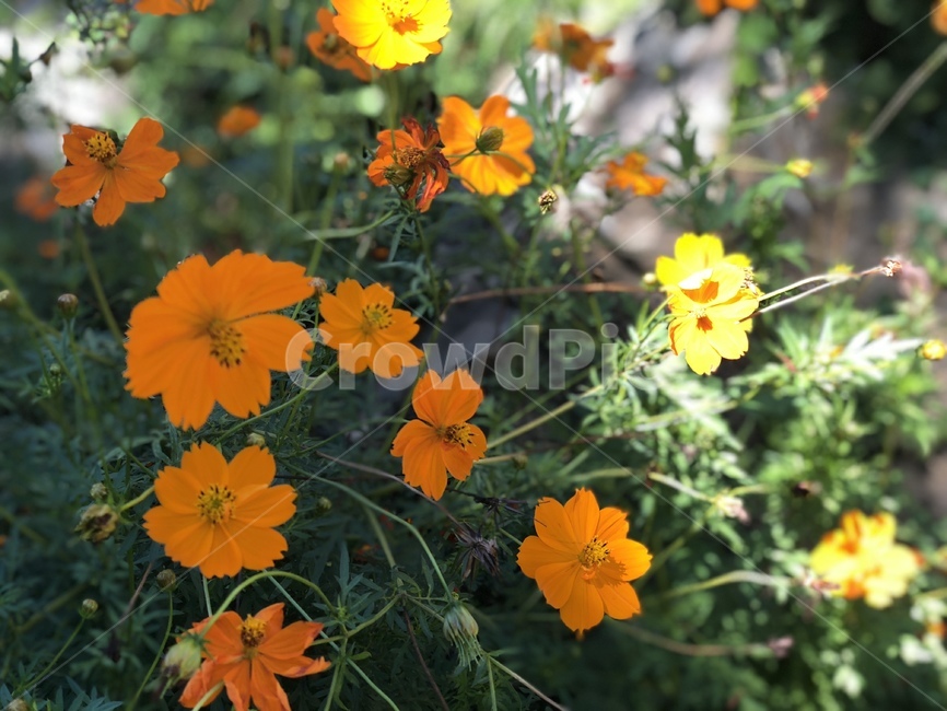 코스모스,가을,주황꽃,자연,개화,cosmos,flower,nature,fall,autumn,가을,계절,fall,autumn,season,식물,자연,plants,nature,꽃,flower,plant,blossom,geranium,제라늄