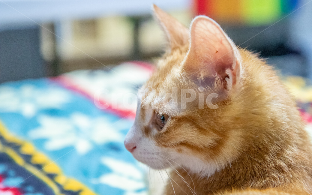 고양이,치즈고양이,코리안숏헤어,코숏,고양이옆모습,동물,animal,포유류,mammal,고양이,cat,kitten,kitty