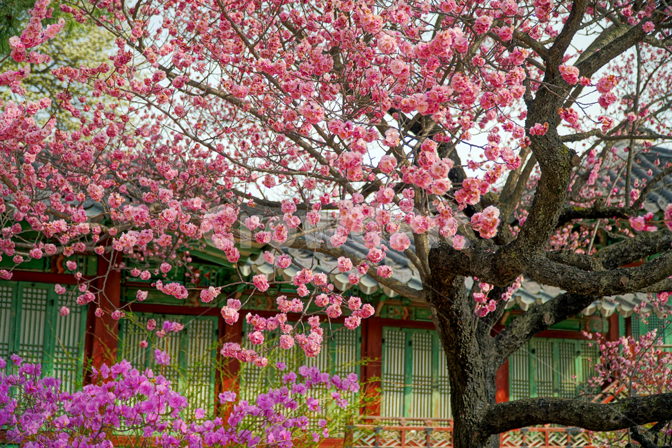 창덕궁,한국,korea,대한민국,서울,seoul,고궁,궁전,궁궐,조선,조선시대,조선왕조,왕궁,한옥,한국적인,한국문화,문화,한국전통,전통,문화재,전통문화,지붕,처마,담청,풍경,landscape,자연,nature,봄,봄꽃,spring,4월,april,기와,왕실,palace,changdeokgung,한국자연,한국풍경,나무,tree,벚꽃,매실나무,하늘,sky,진달래,역사,히스토리,history,봄,계절,spring,season,식물,자연,plants,nature,꽃,flower,plant,blossom