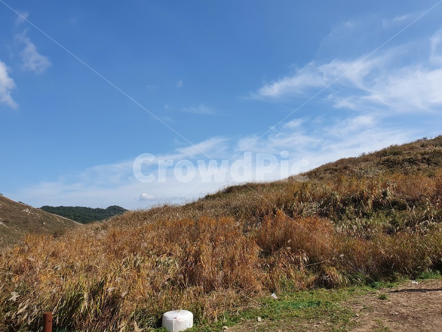 갈대,가을하늘,갈대밭,억새밭,화왕산,가을,오솔길,푸른하늘,풍경,억새,하늘색,field,plant,식물,hill,구름,언덕,자연,nature,outdoors,naturephotography,autumn,옥외,자연,풍경,nature,landscape