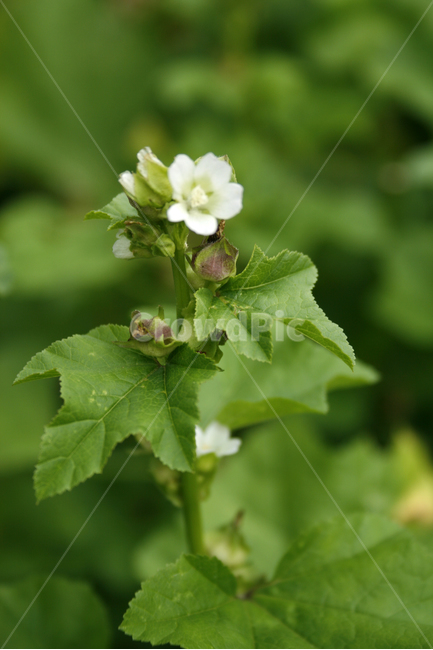 식물,flower,plants,nature,꽃,꽃봉오리,식물,자연,plants,nature,꽃,flower