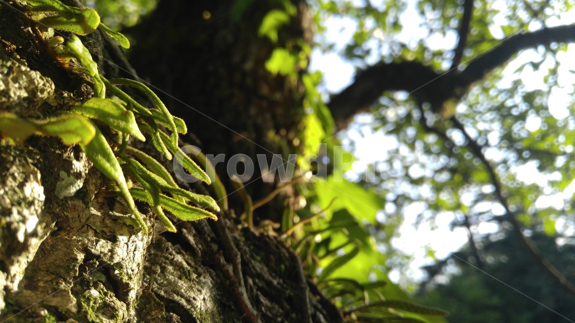 기생식물,식물,연두색,녹색,소나무,나무,소나무껍질,갈색,parasiticplant,plants,green,pine,tree,pinebark,peel,brown
