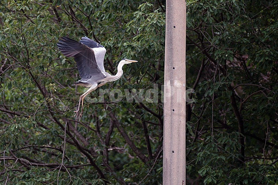 동물,조류,왜가리,탐조,새,물새,동물,animal,조류,새,birds