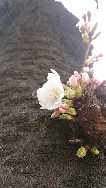 벚꽃,plant,식물,나무,꽃,봄,식물,자연,plants,nature,꽃,flower
