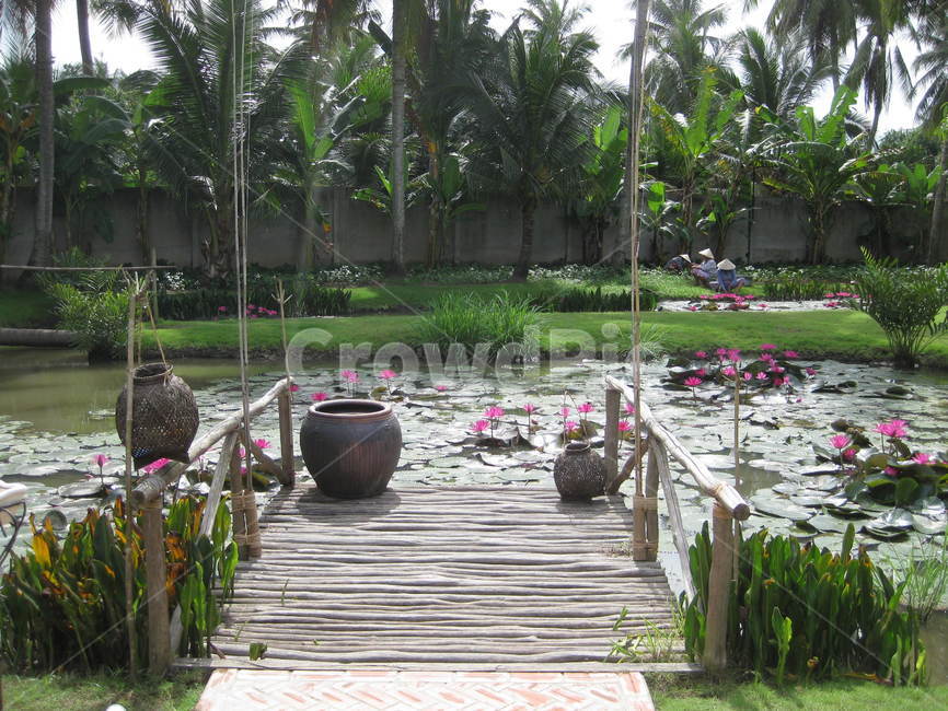 여름,summer,동남아,outdoors,옥외,flower,blossom,꽃,plant,식물,lotus,연꽃