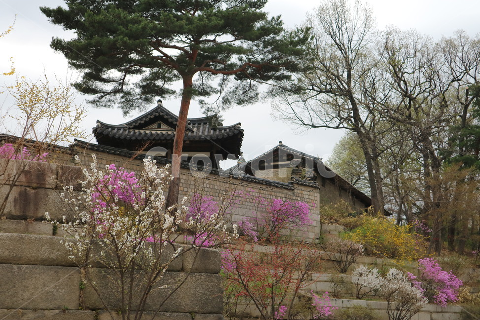 창경궁,봄,꽃,궁궐,풍경,전통,담벼락,봄,계절,spring,season,한국전통,한국문화,korean traditional,korean culture,건축물,건물외관,exterior,building,structure,architecture,construction