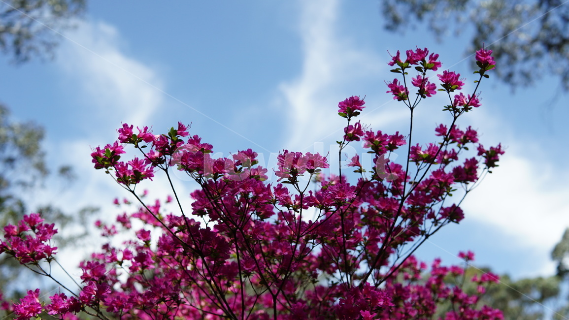 plant,식물,자연,꽃,flower,식물,자연,plants,nature