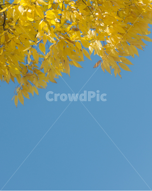 가을,나무,은행나무,파란하늘,단풍,가을,계절,fall,autumn,season,plant,식물,leaf,잎,tree