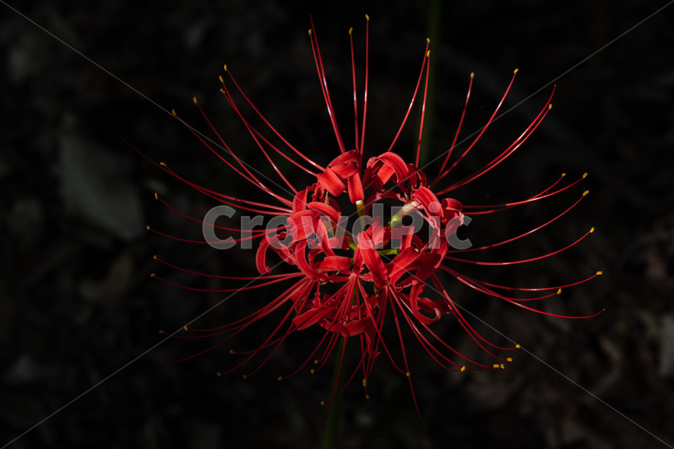 꽃무릇,plant,식물,pollen,화분,가을,가을꽃,식물,자연,plants,nature,꽃,flower