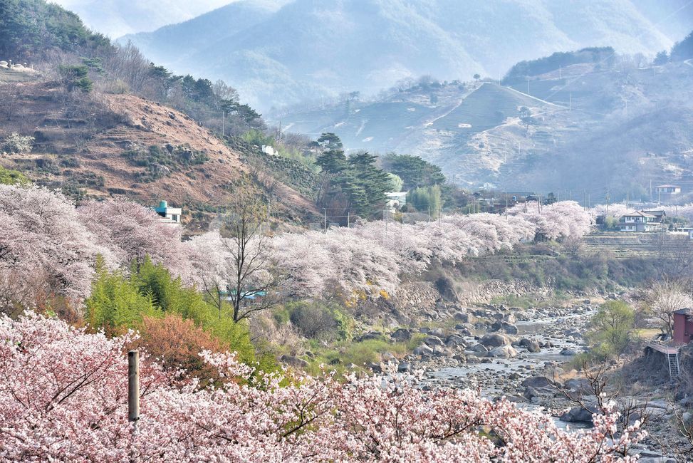 하동십리벚꽃길,벚꽃,벚꽃축제,하동,벚꽃시즌,풍경