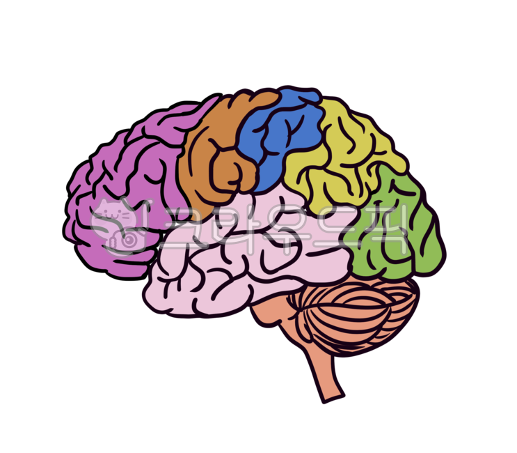 뇌,전두엽,대뇌,중뇌,뇌일러스트,인체,장기,해부,의료,수술,해부학,인간의장기,병,암,진단,진료,질병,메디컬,병원,외과