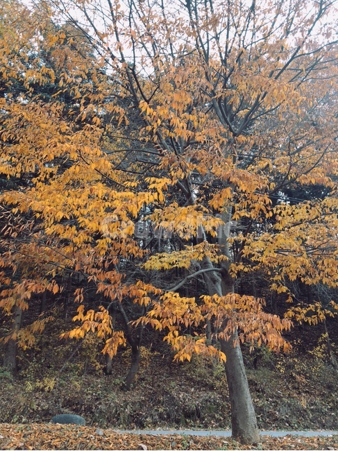 단풍,단풍나무,나무,산,자연