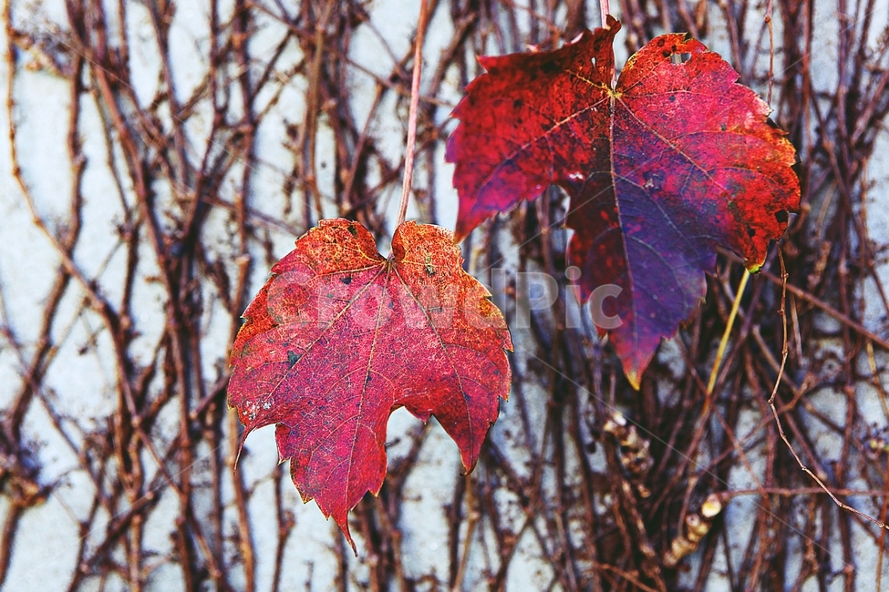 단풍,낙엽,나무잎,잎,식물,자연,계절,색상,색감,색,가을,계절,fall,autumn,season,식물,자연,plants,nature,plant,leaf,tree,나무,fungus,진균류
