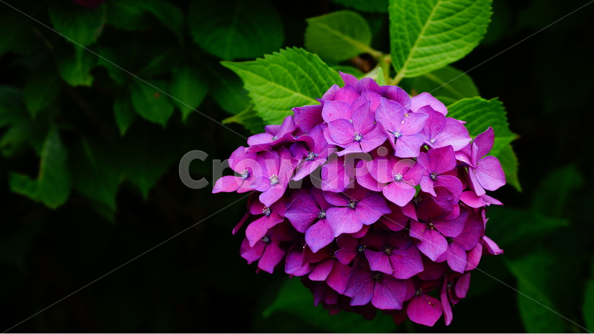 수국,꽃,꽃사진,식물,수국꽃,식물,자연,plants,nature,꽃,flower