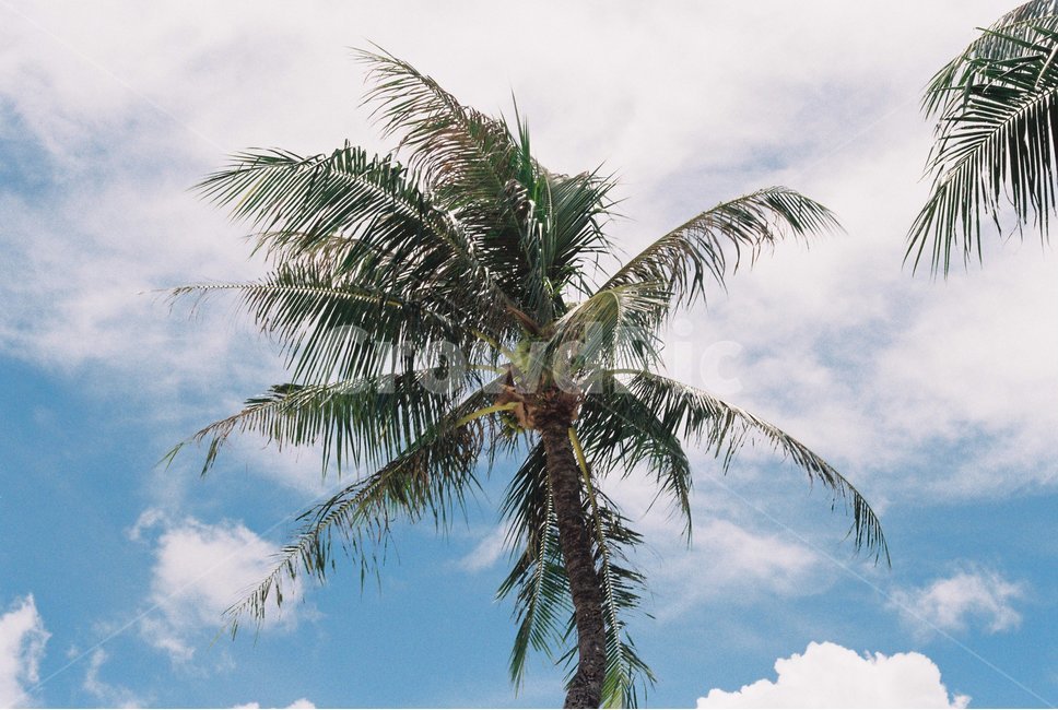 바다,여름,괌,야자수,파랑,투몬비치,비치,해변,summer,sea,guam,sunshine,일몰,하늘,blue,cloud,구름,자연,풍경,nature,landscape,식물,plants,나무,trees,wood,tree,palm tree,plant