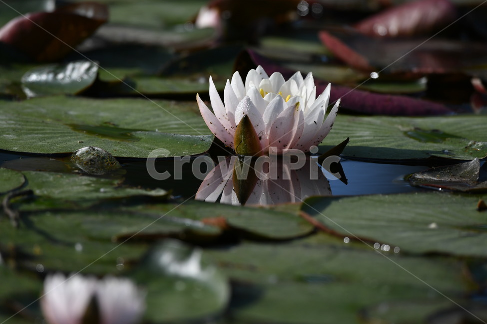식물,꽃,자연풍경,감성사진,봄,5월,연꽃,연,수련,식물,자연,plants,nature,꽃,flower