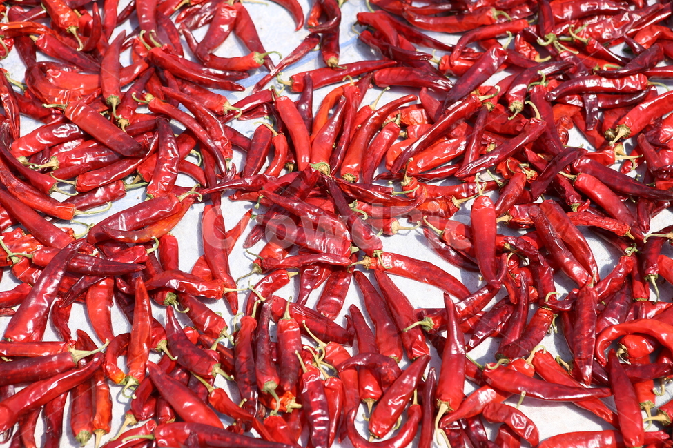 고추,태양초,식물,붉은색,빨강,맵다,시골,음식,식재료,요리,food,cook,meal,dishes,food reserves