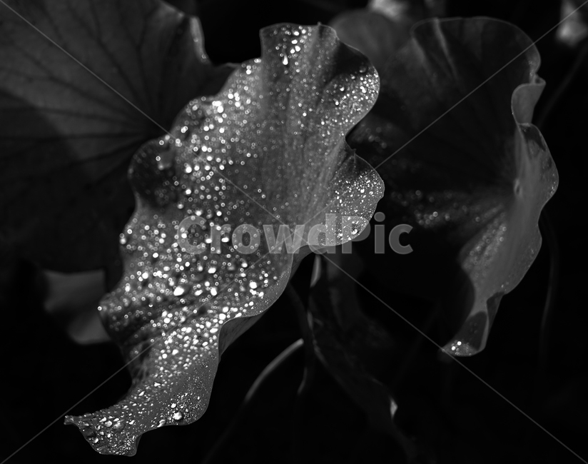 연,연잎,이슬,자연,식물,재배,연밭,모노톤,흑백,식물,자연,plants,nature,흑백,모노톤,monochrome,black and white