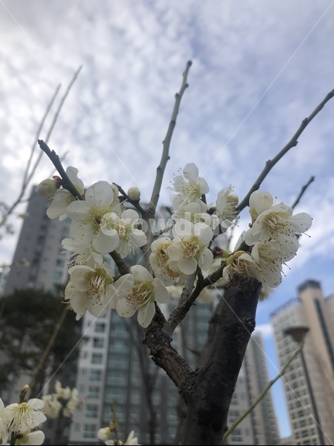 봄,꽃,구름,벚꽃,나무
