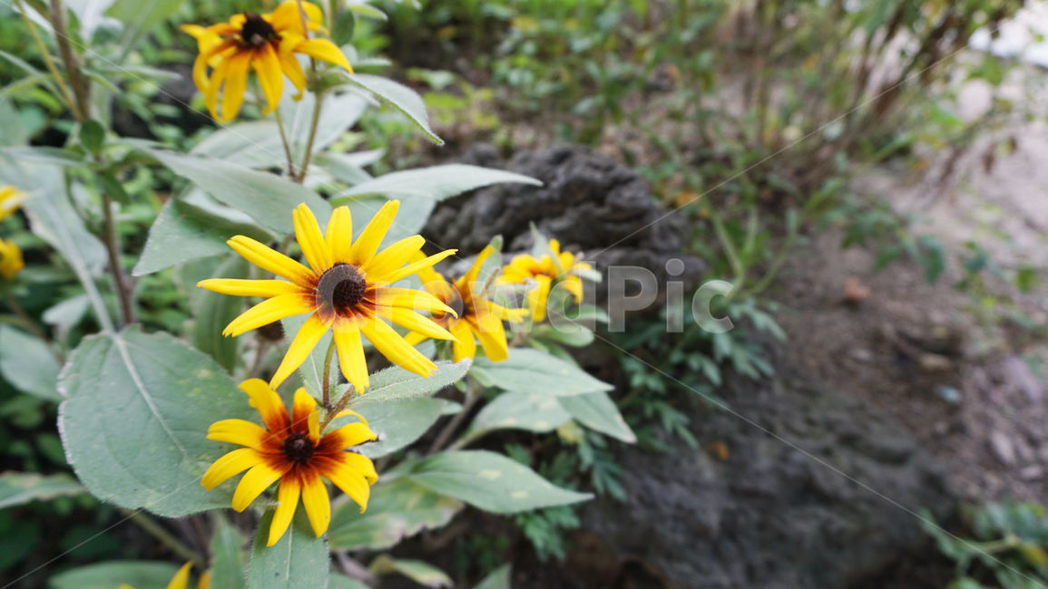 배경화면,노란꽃,blossom,flower,식물,풀,plant,잎,줄기,초록잎,자연