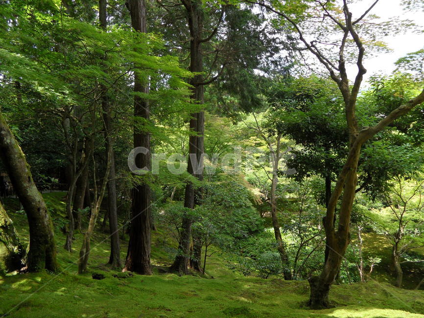 나무,자연,숲,풍경,풀,자연,풍경,nature,landscape,tree,plant,식물,tree trunk,나무 줄기