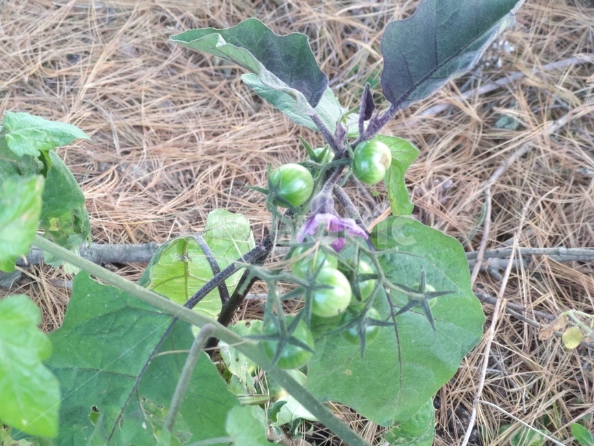 방울토마토,식물,plant,잎,초록