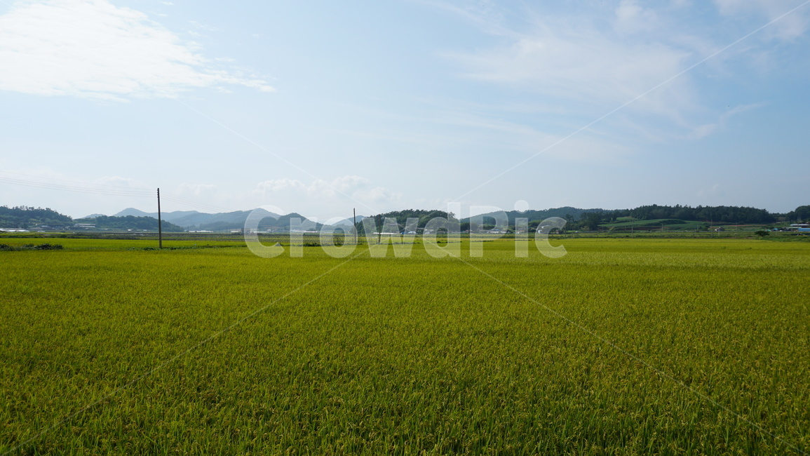 농촌,가을,논,하늘,초록,들판,자연,자연,풍경,nature,landscape,시골,마을,country,rural,town,산업,industry,industrial,농업,농사,agriculture,farming,farming industry,grassland,목초지,field,들,outdoors,옥외,paddy field,패디 필드