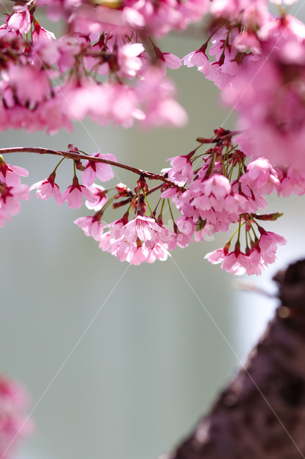 봄,봄날,봄꽃,꽃,벚꽃,아름다운,식물,계절,분홍,pink,cherryblossom,spring,flowers,beautiful,season