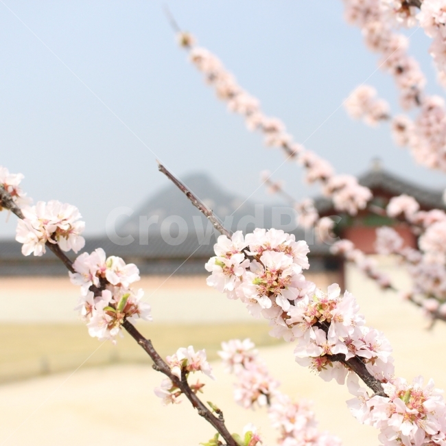 꽃,봄,벚꽃,하늘,나무,자연,개화,개화기,꽃봉오리,광화문,경복궁,식물,자연,plants,nature,한국전통,한국문화,korean traditional,korean culture,봄,계절,spring,season,꽃,flower,plant,blossom,cherry blossom