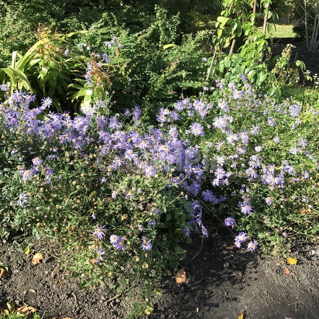 plant,식물,꽃,배경화면,바탕화면