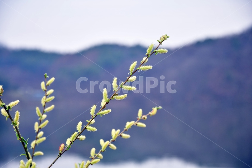 grass,식물,plant,봄,새싹,강,호수,푸름,녹색