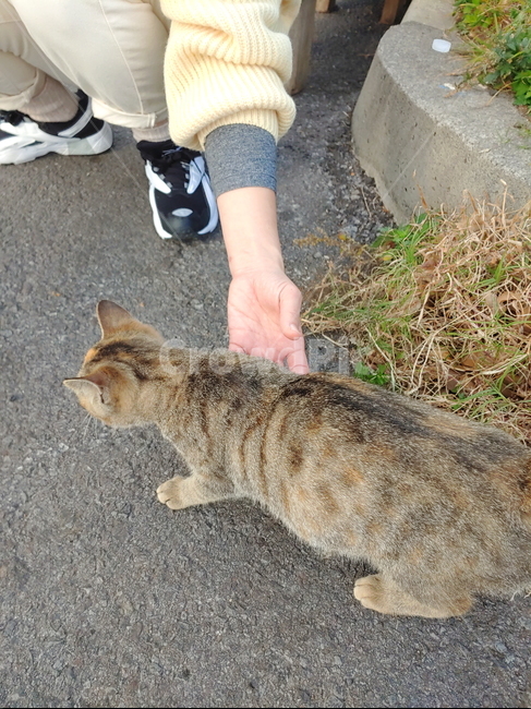 cat,고양이,길고양이,길냥이,동물,펫,포유류