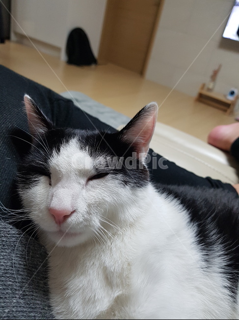 고양이,코숏,검정색,하얀색,꼬리,핑크,귀,cute,animal,cat,동물,animal,포유류,mammal,고양이,cat,kitten,kitty