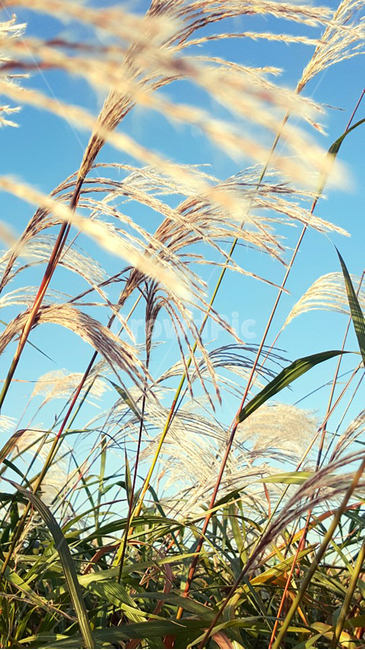 가을,풍경,초목,갈대숲,갈대,바람,common,autumn,식물