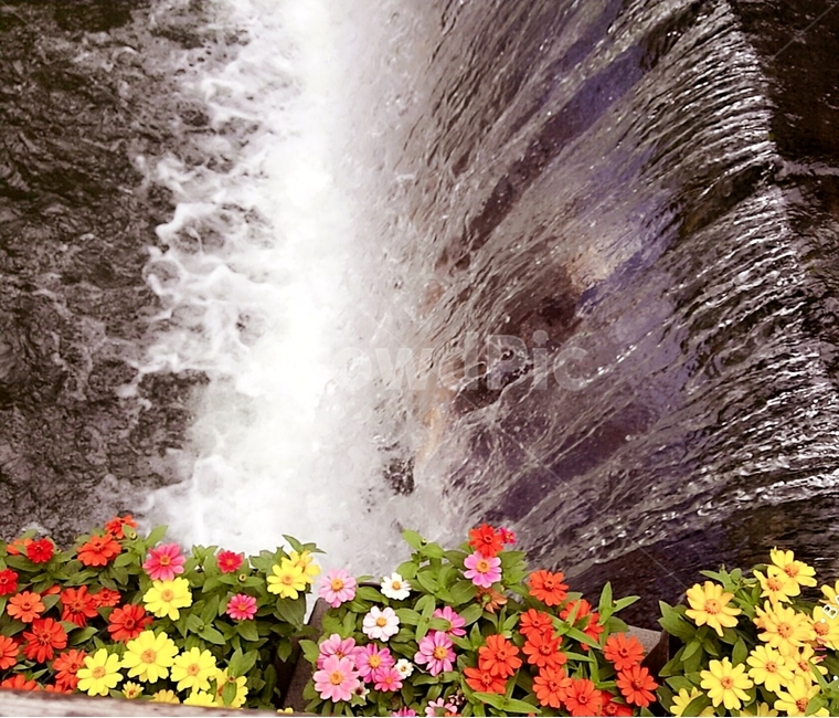 nature,자연,폭포,여름,summer,배경,사진,힐링,물,계곡,감성,놀이,자연,풍경,nature,landscape,식물,plants,꽃,flower,plant,blossom,geranium,제라늄,outdoors,옥외
