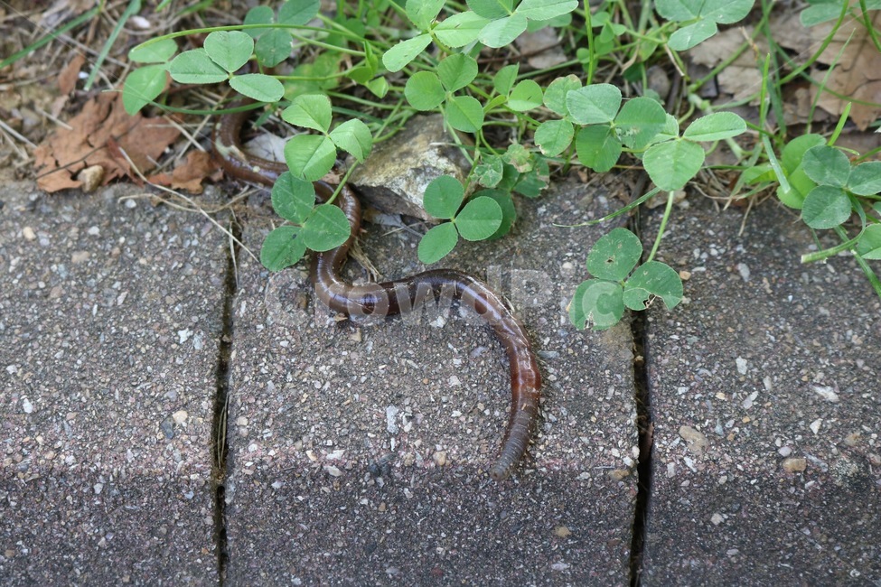 지렁이,earthworm,mimizu,토끼풀,초록,자연,clover,green,nature,kurooba,midori,식물,plants,shokubutsu,동물,animal