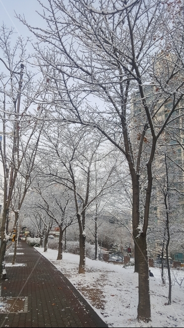 겨울,나무,눈,일상,산책풍경,겨울,계절,winter,season