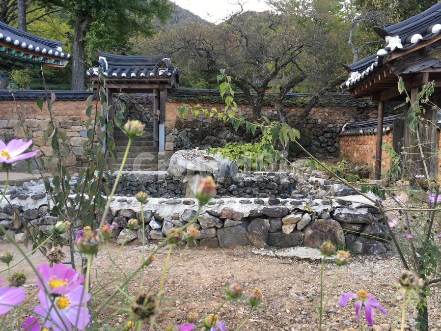 선암사,풍경,가을,낙엽,돌담장,담장,기와,코스모스,산사,산지승원,절,사찰,불교,템플스테이,기도,유네스코,세계문화유산,돌담,문,산책,한국전통,한국문화,korean traditional,korean culture,건축물,건물외관,exterior,building,structure,architecture,construction