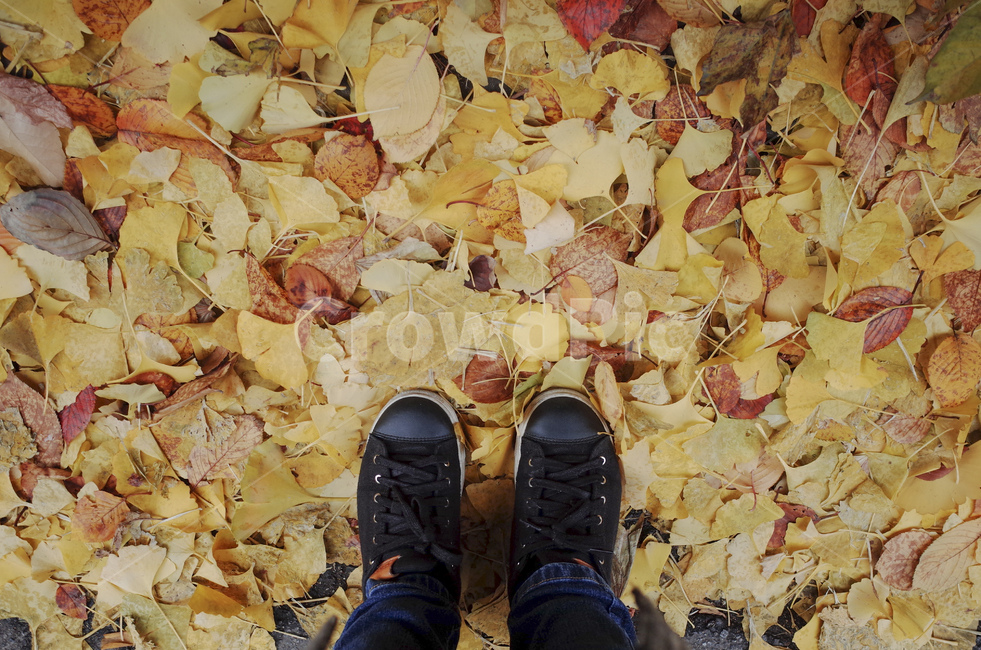 leaf,잎,가을,낙엽,yellow,신발,가을,계절,fall,autumn,season