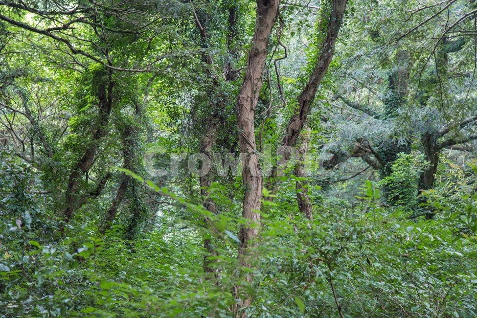 비자림,제주도,나무,피톤치드,그린,자연,풍경,nature,landscape,tree,plant,식물,vegetation,초목,tree trunk,나무 줄기